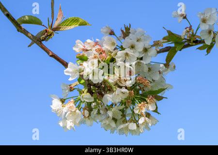 Close-up of white cherry blossom in full bloom on a branch, set against a clear blue spring sky – Prunus avium in a UK orchard or garden Stock Photo
