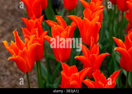 Close up of the orange flowers of the perennial lily-flowering garden tulip tulipa ballerina. Stock Photo