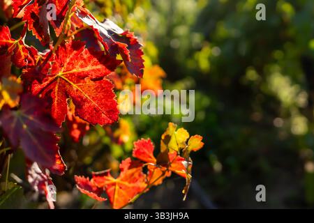 Autumn colors, crimson leaves of the vineyard. Stock Photo