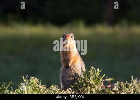 A Gopher, also known as a ground squirrel appears from his burrow in springtime to enjoy the sunshine Stock Photo