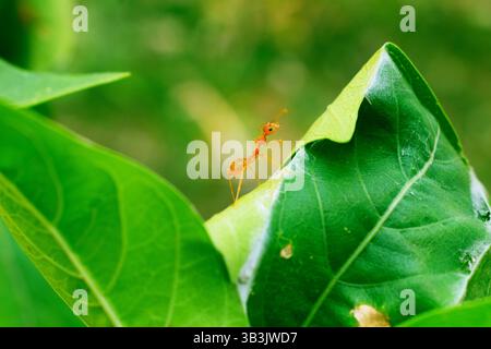red ant on leaf close up macro Stock Photo