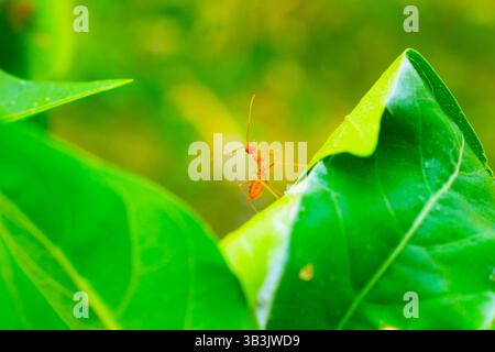 red ant on leaf close up macro Stock Photo