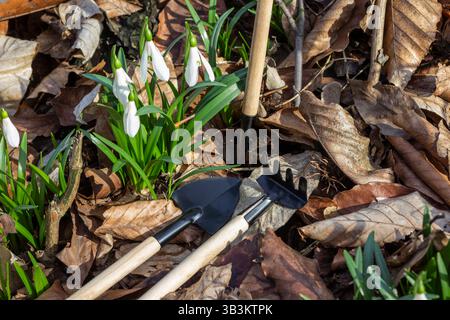 Rakes and shovels lie on the ground among yellow old leaves. Spring flowers and grass. Stock Photo