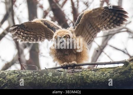 Baby little owl hi-res stock photography and images - Alamy