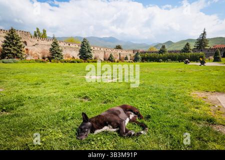 A black dog peacefully sleeping on the grass in front of the medieval fortress walls of Svetitskhoveli Cathedral in Mtskheta, Georgia Stock Photo