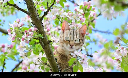 A young kitten on a apple tree brunch with blossom in spring. Looks attentive and amazed while hunting. Stock Photo