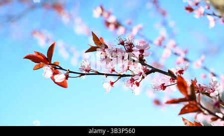 Japanese cherry with branch and leaves and flowers and blossom bloom in spring. Stock Photo