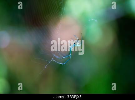 A colorful Venusta Orchard Orbweaver Spider (Leucauge venusta) sitting in its web Stock Photo