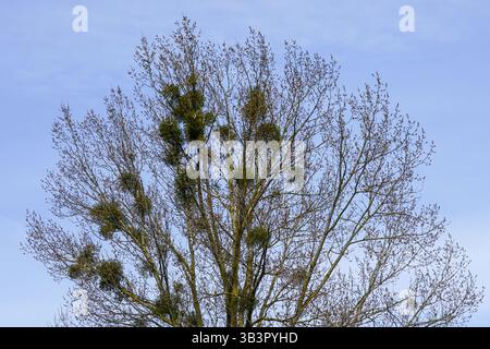European mistletoe in nature, common mistletoe, Viscum album, parasitizes on birch tree branches, tree with mistletoe Stock Photo