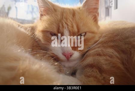 Closeup cute and sleepy orange kitten laying and resting outside in the warm sun. Ginger cat standing cozy outdoors and falling asleep Stock Photo