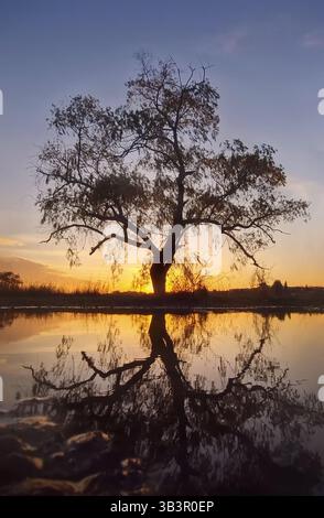 Willow tree silhouette reflected in a water puddle with a view to the golden autumn sunset Stock Photo