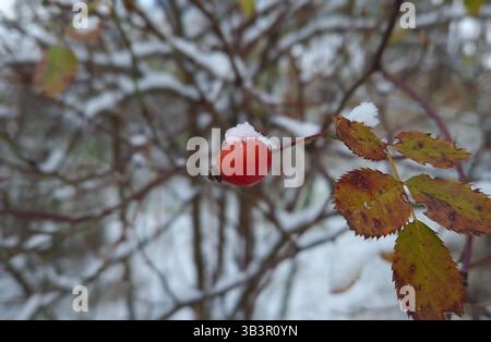 Brier berries growing on bush covered with snow. Ripe rose hips on shrub branches, organic rosa canina fruits in winter forest Stock Photo