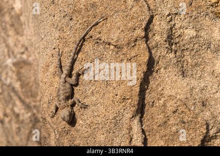 Desert rock blending Caucasian agama lizard basking under scorching sunlight Stock Photo