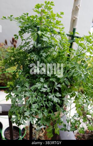 Flat-leaf Italian parsley growing outdoors on a small plastic trellis on the corner of a patio railing. Italian flat leaf green vegetable herb parsley Stock Photo