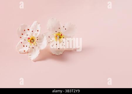 Two spring flowers with delicate petals bloom on a soft pink background close-up Stock Photo