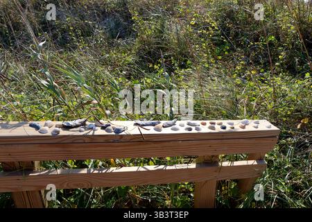 An assortment of seashells on a wooden railing with various foliage and grasses behind it on a sunny day. Over a couple dozen seashells variation on a Stock Photo