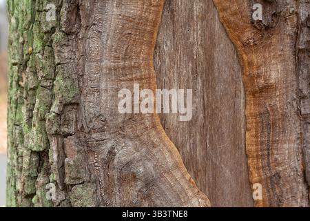 The trunk of an old tree without a bark. Background and texture Stock Photo