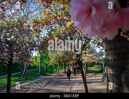 Spring in Berlin: People walking under blooming cherry trees near Bornholmer Straße station on a sunny day. Stock Photo