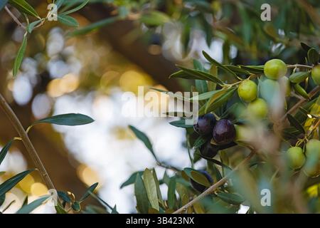 Olive tree branches bear ripe olives under warm sunlight in a serene orchard Stock Photo