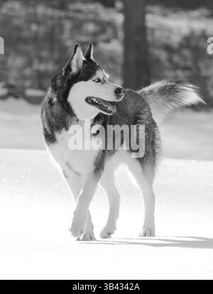 Full body black and white photograph of an alert Siberian Husky walking in sunlit snow, head turned to the right with tongue out. Stock Photo