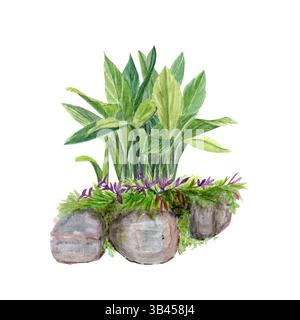 Aspidistra, green plant on a rock formation watercolor illustration isolated on white. Hand drawn clip art perfect as a design element for landscapes Stock Photo