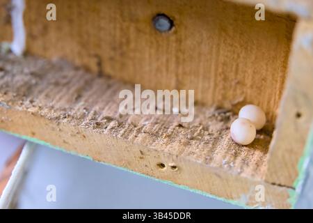 Two pale bird eggs rest quietly on a rustic wooden shelf covered in dust. Stock Photo
