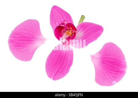 pink phalaenopsis orchid flower isolated on white background Stock Photo