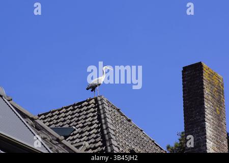 Grey heron (Ardea cinerea) on the roof of a house. Grey roof tiles, chimney, blue sky. Spring, April, Netherlands Stock Photo