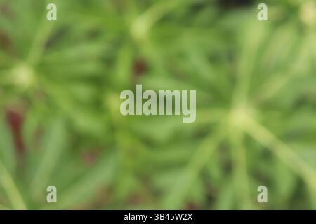 Abstract, out-of-focus image showcases vibrant green leafy foliage, creating a soft, blurred background. Ideal for adding a subtle, natural touch. Stock Photo