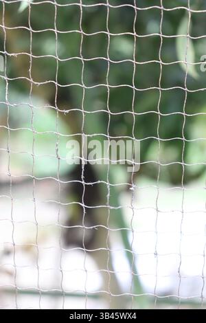 An extreme close-up shot featuring a mesh wire net pattern, creating an abstract effect against blurry green and white background. Stock Photo