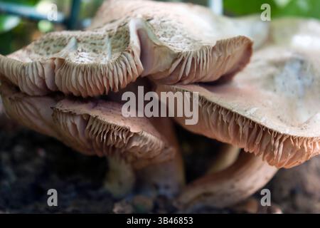 A cluster of mushrooms or toadstool. It is a fleshy, spore-bearing fruiting body of a fungus, typically produced above ground,  soil or tree stumps. Stock Photo
