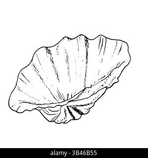 Hippopus clam shell, black and white ink sketch. Vector marine illustration. Pearl oyster shell, beige shades highlighted on a white background. For p Stock Vector