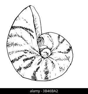 Nautilus clam shell, black and white ink sketch. Vector marine illustration. A seashell, round with stripes, isolated on a white background. For poste Stock Vector
