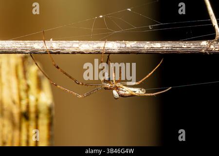 Long-jawed orb-weaver spider (Tetragnatha sp.) resting on its web, showing elongated body, long legs and extended chelicerae. Stock Photo