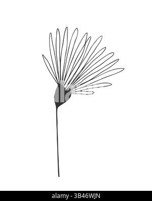 Flower outline drawing, floral element, chamomile, dandelion, daisy, isolated silhouette on white background. Vector illustration Stock Vector