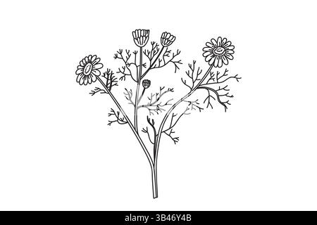 Line art botanical bouquet chamomile isolated on white background. Hand drawn outline medicinal plant with Stems Leaves Flowers vector illustration. G Stock Vector