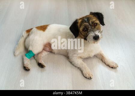 Dog injured.  Concept of recovery and sick dogs at home. Stock Photo