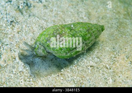 Nassa Mollusc (Tritia reticulata), Black Sea, Crimea, Russia Stock ...