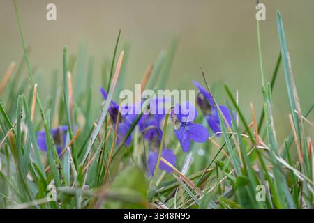 Wood violet or Viola odorata close-up blooms in the forest. The first spring flowers wake up. Fragrant violet, Viola odorata L. , blue spring flowers Stock Photo