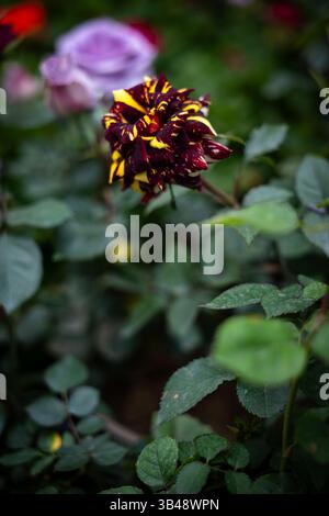 Springtime blooms in Tehran, Iran – A colorful collection of various ...