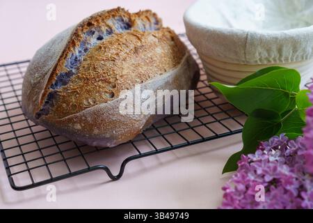 Close-up Unusual purple sourdough bread and proofing basket for home made sourdough bread. Stock Photo