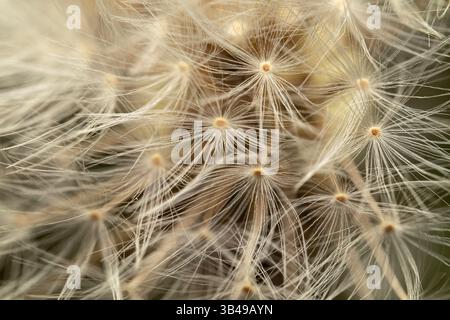 dandelion with seeds on an orange background Stock Photo