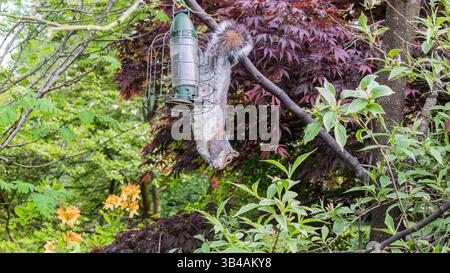 Gray squirrel (Sciurus carolinensis) hangs upside-down from a tree branch, eating treats from feeder Stock Photo