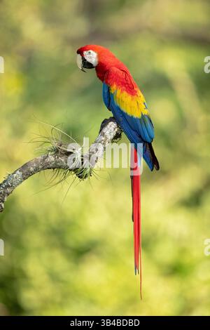 The scarlet macaw (Ara macao) also called the red-and-yellow macaw, red-and-blue macaw or red-breasted macaw Stock Photo