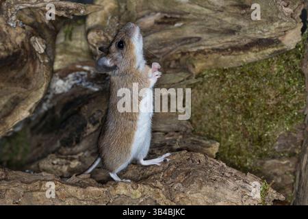 Gelbhalsmaus, Gelbhals-Maus, Maus, Apodemus flavicollis, yellow-necked mouse, yellow-necked field mouse, yellow-necked wood mouse, South China field m Stock Photo