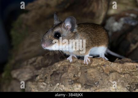 Gelbhalsmaus, Gelbhals-Maus, Maus, Apodemus flavicollis, yellow-necked mouse, yellow-necked field mouse, yellow-necked wood mouse, South China field m Stock Photo