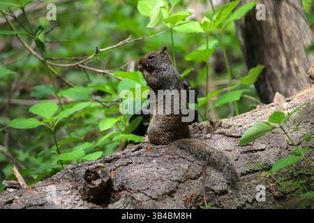 Gray squirrel eating while sitting on fallen tree in green forest, natural wildlife moment with woodland vegetation in soft daylight. Stock Photo