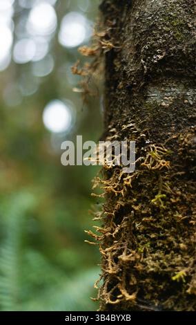 Moss on a tree trunk close up, with bokeh in background. Stock Photo