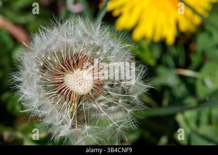 Dandelion Taraxacum officinale, clock seed heads white fluffy outer with brown seed stalks that break away when blown to drift in winds to new ground Stock Photo