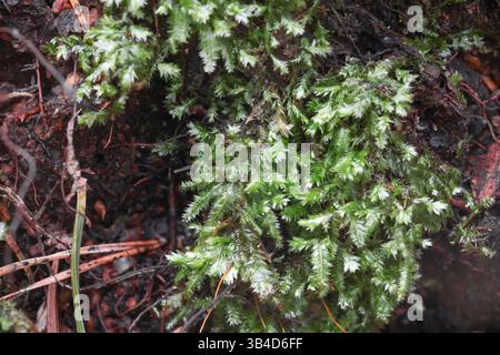 Plagiothecium rossicum on a very old and soft stump of Picea abies (European spruce) in Raasepori, soutwestern Finland Stock Photo
